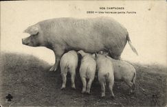CPA Cochon Porc Nos campagnes Une heureuse petite famille