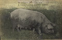 CPA Cochon Porc De passage a Paris je t'envoie le portrait de ta folle maitresse