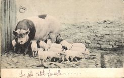 CPA Cochon Porc 