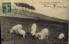 CPA Cochon Porc Toute la famille en excursion