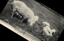 CPA Cochon Porc En Auvergne Scene de la vie des champs Une coche et sa petite famille en excursion