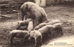 Vintage Postcard Pig Pig In Auvergne a many family