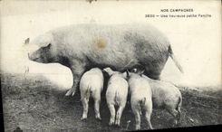 Vintage Postcard Pig Pig a happy small family