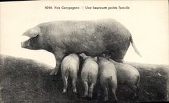 CPA Cochon Porc Une heureuse petite famille