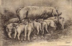 Vintage Postcard Pig Pig a good nurse