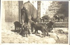 CARTE PHOTO Cochon Porc 