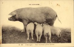 Vintage Postcard Pig Auvergne Pig a happy small family