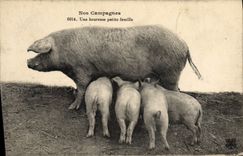CPA Cochon Porc Une heureuse petite famille