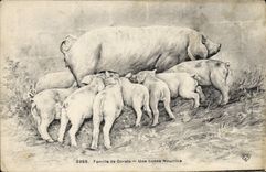 CPA Cochon Porc Famille de gorets Une bonne nourrice