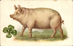 Vintage Postcard Pig Pig Clover