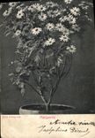 Vintage Postcard Fantasy Flowers Marguerite
