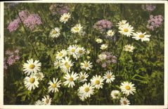 Vintage Postcard Fantasy Flowers Margueriten Daisies