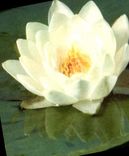 CPM Fantaisie Fleurs Nenuphar