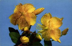 CPM Fantaisie Fleurs Millepertuis