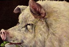 CPA Cochon Porc Trefle 