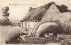 CPA Cochon Porc Ballade Ferme 
