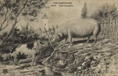 CPA Cochon Porc Idylle champetre 