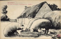 CPA Cochon Porc Ballade Ferme 