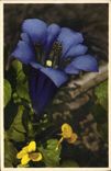 Vintage Postcard Fantasy Flowers Gentian of Koch