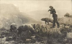CPA Cochon Porc Salon 1901 Vaysson L'enfant prodigue Moutons 