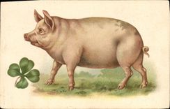 CPA Cochon Porc 