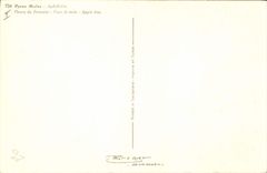 Vintage Postcard Fantasy Flowers Pyrus Malus Flowers of apple tree