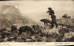 Vintage Postcard Pig Pig Vaysson Sunset Museum Calvet Avignon