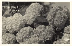 Vintage Postcard Fantasy Flowers Petropolis Brasil