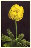 Vintage Postcard Fantasy Flowers Trollius europaeus