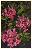 Vintage Postcard Fantasy Flowers Rhododendron cilie