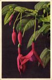 Vintage Postcard Fantasy Fuchsi Flowers