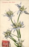 Vintage Postcard Fantasy Flowers Edelweiss of the Alps