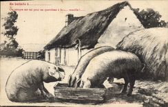 Vintage Postcard Pig Pig In ballade