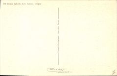 Vintage Postcard Fantasy Flowers Tulips