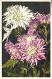 Vintage Postcard Fantaisie Crysantheme Flowers of China Clouded