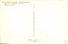 Vintage Postcard Fantaisie Crysantheme Flowers of China Clouded