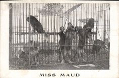 CPA Lion Lions Miss Maud 