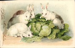 CPA Lapin Lapins 
