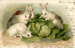 CPA Lapin Lapins 