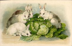 CPA Lapin Lapins 
