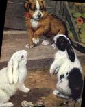 CPA Lapin Lapins Chien 
