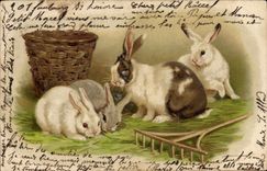 CPA Lapin Lapins 