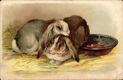 CPA Lapin Lapins 