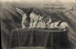 Vintage Postcard Lapin Rabbits We will come to dine!