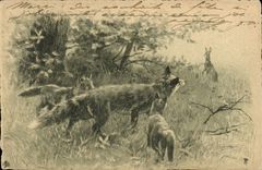 Vintage Postcard Rabbit Rabbits Fox Foxes