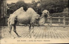 Vintage Postcard Paris Botanical garden Camel