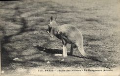 Vintage Postcard Paris Botanical garden the Australia kangaroo