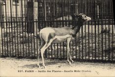CPA Paris Jardin des plantes Gazelle Mohr Soudan 