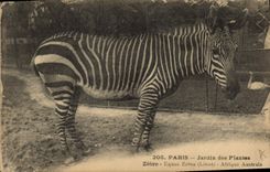 Vintage Postcard Paris Botanical garden Streaks Equus Zebra Southern Africa