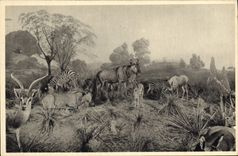 CPA Galeries du duc d'Orleans Zebu Zebre 